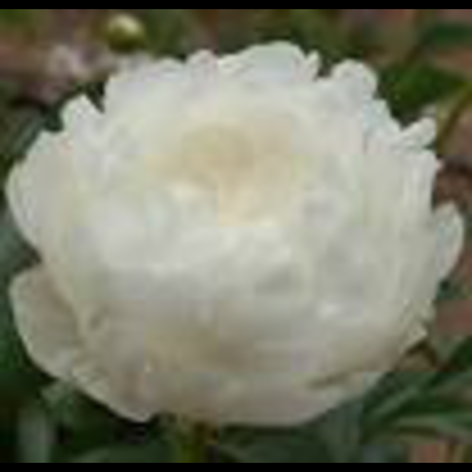 Elsa Sass Peony 3-5 eye